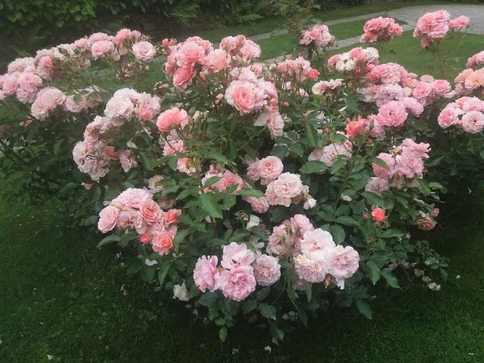 Casetta Delle Rose Biella Exteriér fotografie